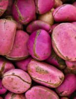 Buy Bulk Kola Nuts: Authentic Cameroon Origin, Wholesale Prices