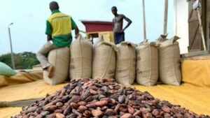 Cameroon Cocoa Beans for Export: Premium Quality, Directly Sourced